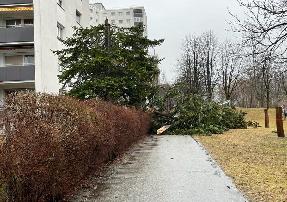 THL – Baum/Ast | Sicherungsarbeiten