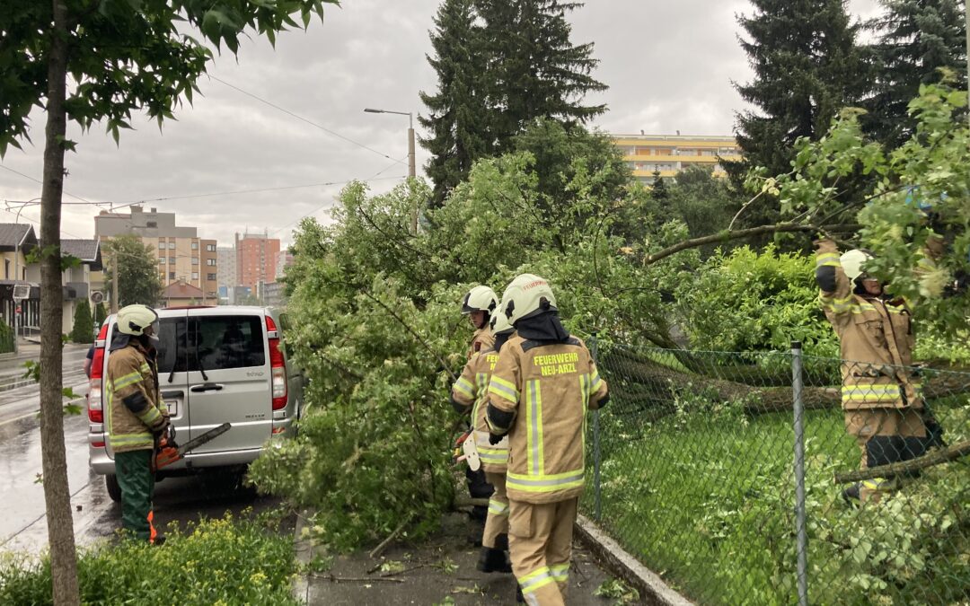 THL – Baum/Ast umgestürzt